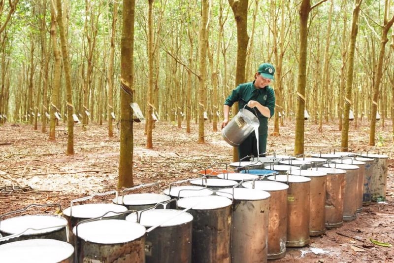 Xuất khẩu cao su sang Malaysia tăng vọt trong tháng 1/2025